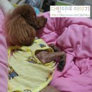 다민동물병원 이미지