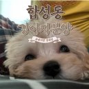 데려가시개 | 마산 합성동 강아지분양 닝겐, 나를 데려가시개🐶 유앤미펫 김해점