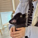 대전24시 센트럴동물병원 이미지