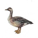 보리밭수제비 이미지