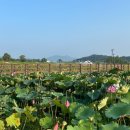 그린 팜파스 이미지