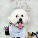 강아지 여름맞이 미용/ 대구 칠곡 애견미용 / 러비퍼피