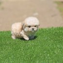 퍼피 비비드 이미지