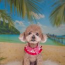 김포24시 힐 동물의료센터 이미지