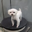 강남애니펫샵 이미지