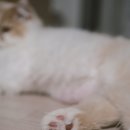 고양이 미용실 안냥 이미지