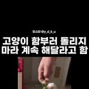 고양이 함부로 돌리지 마라 계속 해달라고함 이미지