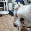 설탕 이라고 댓글만 달아주시면 dm으로 정보 보내드리 어쩌구(입양일지입니다 스팸아닙니다) 이미지