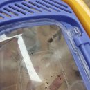 5월 16일 개구리야 안녕!!🐸 + 영어 시간에 댄쑤타임🕺 이미지