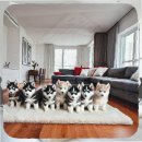 후천농장 | 영광 웰시코기분양 현지 맘들의 체크리스트로 후회 없는 선택을 위한 가이드