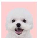 뽀숑 이미지