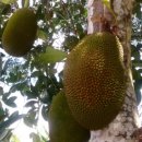 용안 농장 이미지