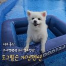 여수 도그펄슨 애견수영장펜션 | 여수 돌산 || 도그펄슨 애견펜션 애견수영장 가족 휴가