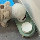 조아독 | 인천 애견운동장이 있는 애견동반숙소 글램독 영흥점 104호|204호 대만족 후기 🐾