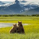 TEAM WILD WOLF 이미지