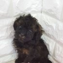 응답하라 몽몽이 이미지