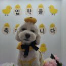 러닝독 스테이 네이버블로그