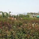 세계로렌트카 이미지