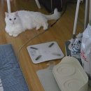 문현동물병원 | 부산 다솜 고양이메디컬센터 고양이건강검진 내돈내산 가격