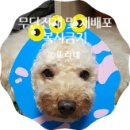 CS MOTORS | 폴레드 픽셀 젖병소독기 애증 내돈내산 두달사용후기