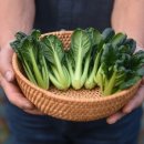 비결농장 이미지