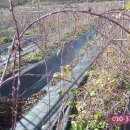 대영원영농조합법인 이미지