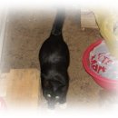 밥풀떼기 이미지