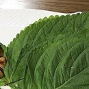“쌈 채소 중 진짜는 따로 있었다.” 고기 먹을 때 곁들이면 몸속 노폐물 관리에 좋은 채소 이미지