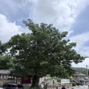 오방밥집 | 양주향교 1박2일 사라진 동재 서재를 복원하라 1일차