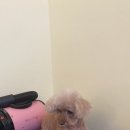 살롱드 베베 이미지