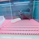 착한애견분양(원주점) 이미지