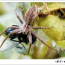 거미대문 이미지