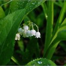 은방울공원 이미지