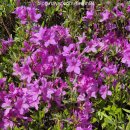 GS25상계타운 | 상계 카페포레스트❤️2026 불암산 철쭉제 후기, 나비정원•철쭉동산등 꿀팁