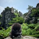 디디에퍼피 이미지