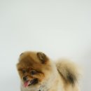 쿨 애견미용 이미지