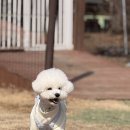 푸숑푸숑 | 푸숑 강아지 장단점 총정리 🐶 직접 키워본 솔직 후기 (비숑 푸들 믹스)