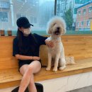 챠밍도그 이미지