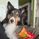 노나먹개 이미지