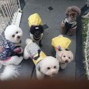 개랑놀아주는남자 이미지