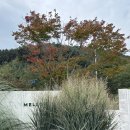 카페멜로우 - 광산구 송정로2번길 37 | 카페멜로우