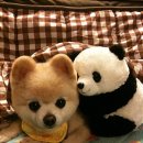 예쁜강아지 이미지