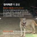 유아독존 | 서울 경기 유기견 봉사활동 하는법, 봉사 후기 + 유아독존 굿즈 기부까지