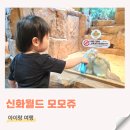 신화농장 | 제주 신화월드 돌아기랑 가볼만한곳 신화월드 동물 체험 모모쥬