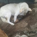 엄마는장금이 이미지