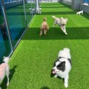 파브 퍼피 이미지