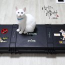 택티컬고양이 이미지