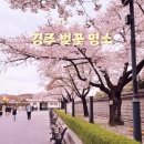 2025 경주 벚꽃 여행 후기 및 벚꽃 스팟 포토존