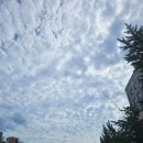 멕시카나진안점 | 황금구렁이/애완달팽이/반야돌솥밥/소다팝케이크/군산철길마을/블랙새우깡/멕시카나치플링