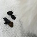 개복유치원 | 강아지 이식증 이물 섭취 병원 입원 후기